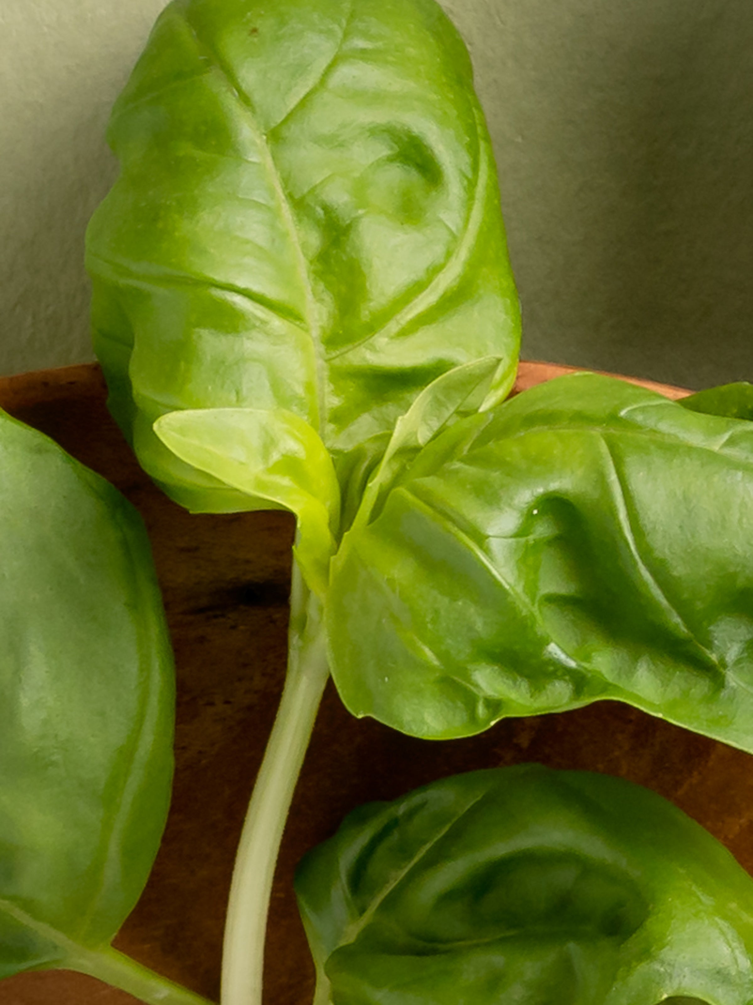 Neroli Basil - Freshen Small Rooms Fast