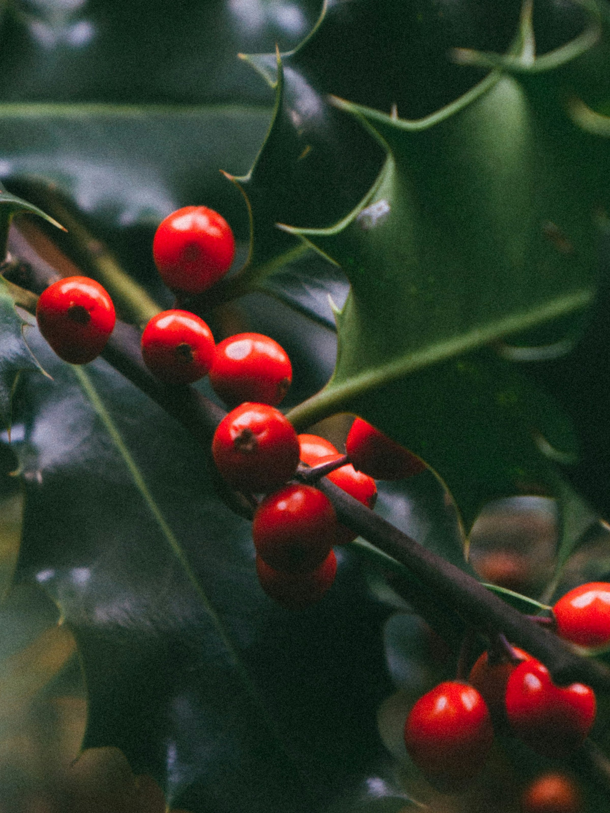 Mistletoe Kiss - Your Daily Home Refresh