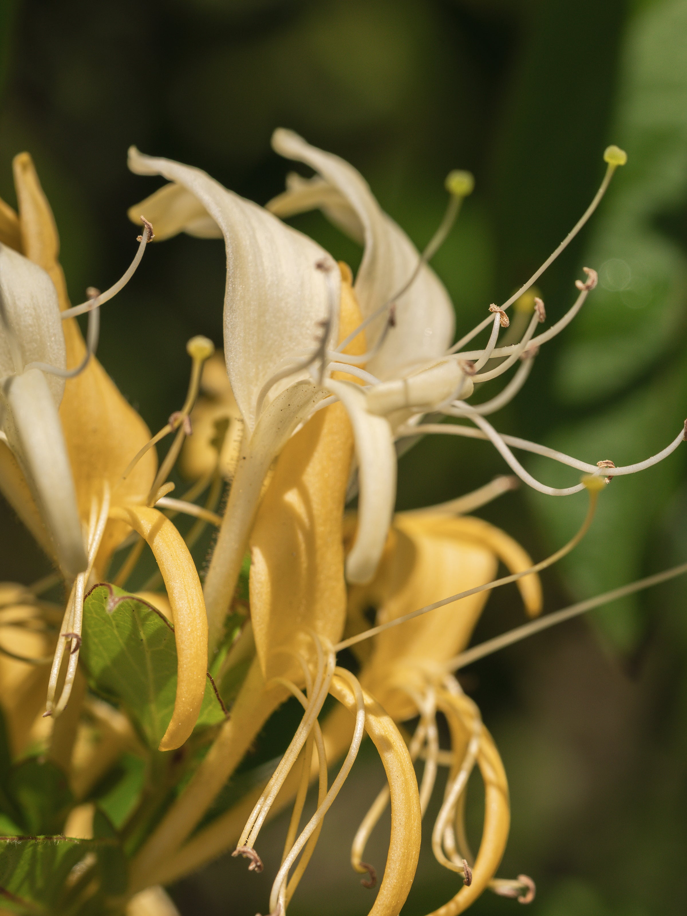 Wild Honeysuckle - Bring Freshness to Your Day