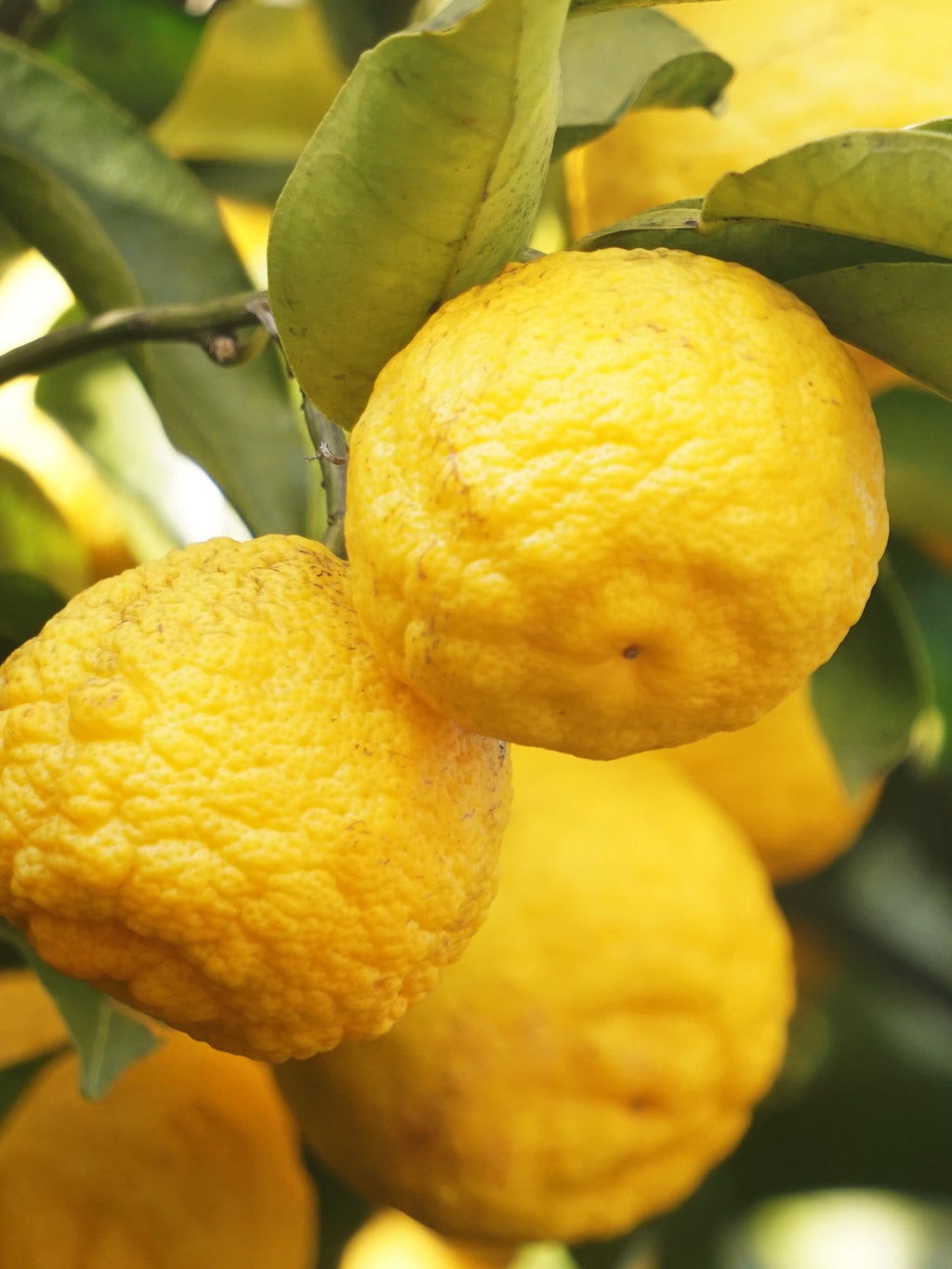 Sunlit Yuzu & Neroli - Better Scent for Every Room