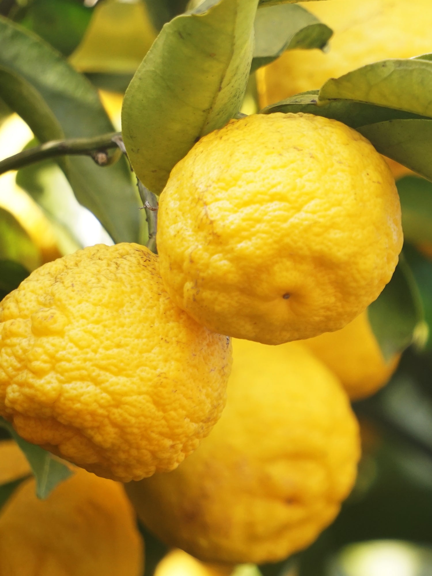 Sunlit Yuzu & Neroli - Better Scent for Every Room