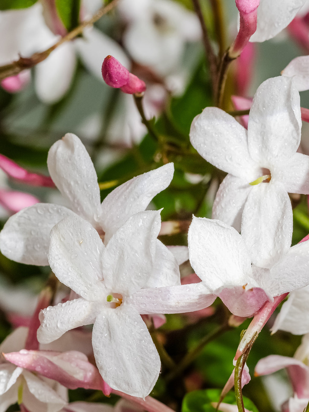 The Smell of Spring - Make Your Bedroom Feel Fresh