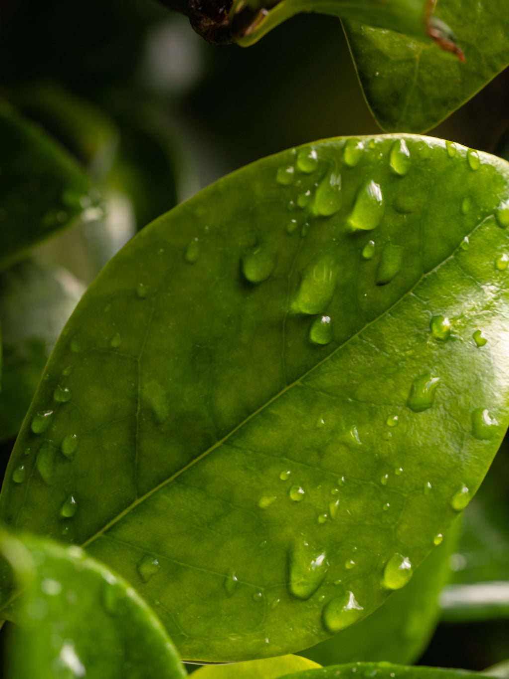 Citrus Leaves - Fragrance That Changes the Room