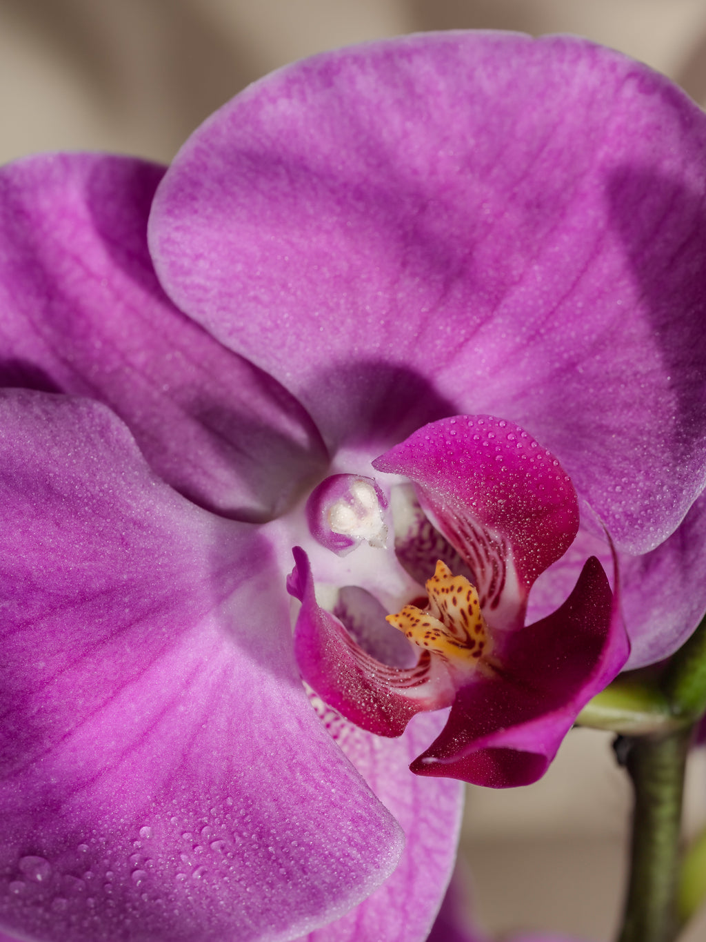 Aloha Orchid - Make Home Feel More Relaxing