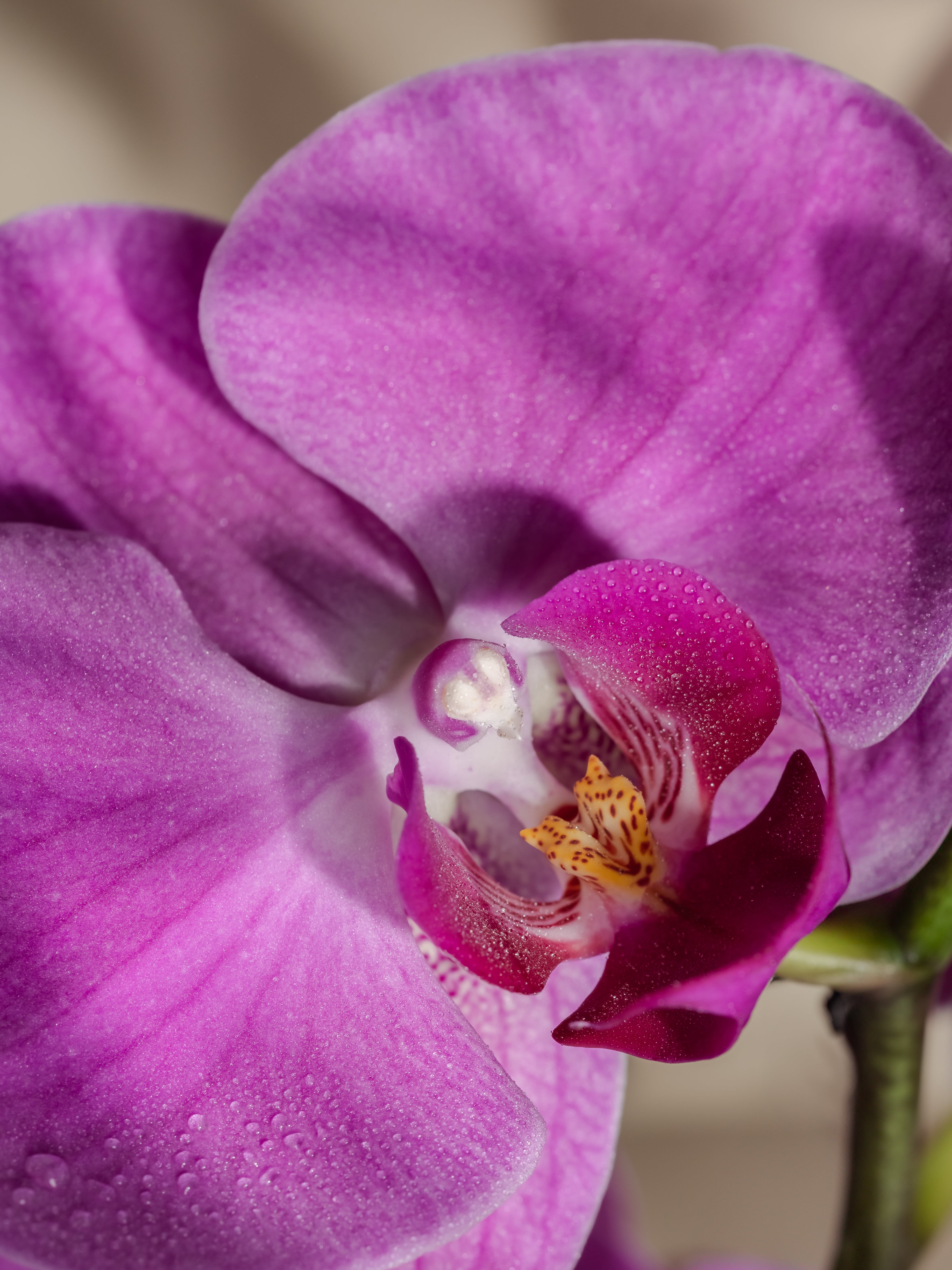 Aloha Orchid - Make Home Feel More Relaxing