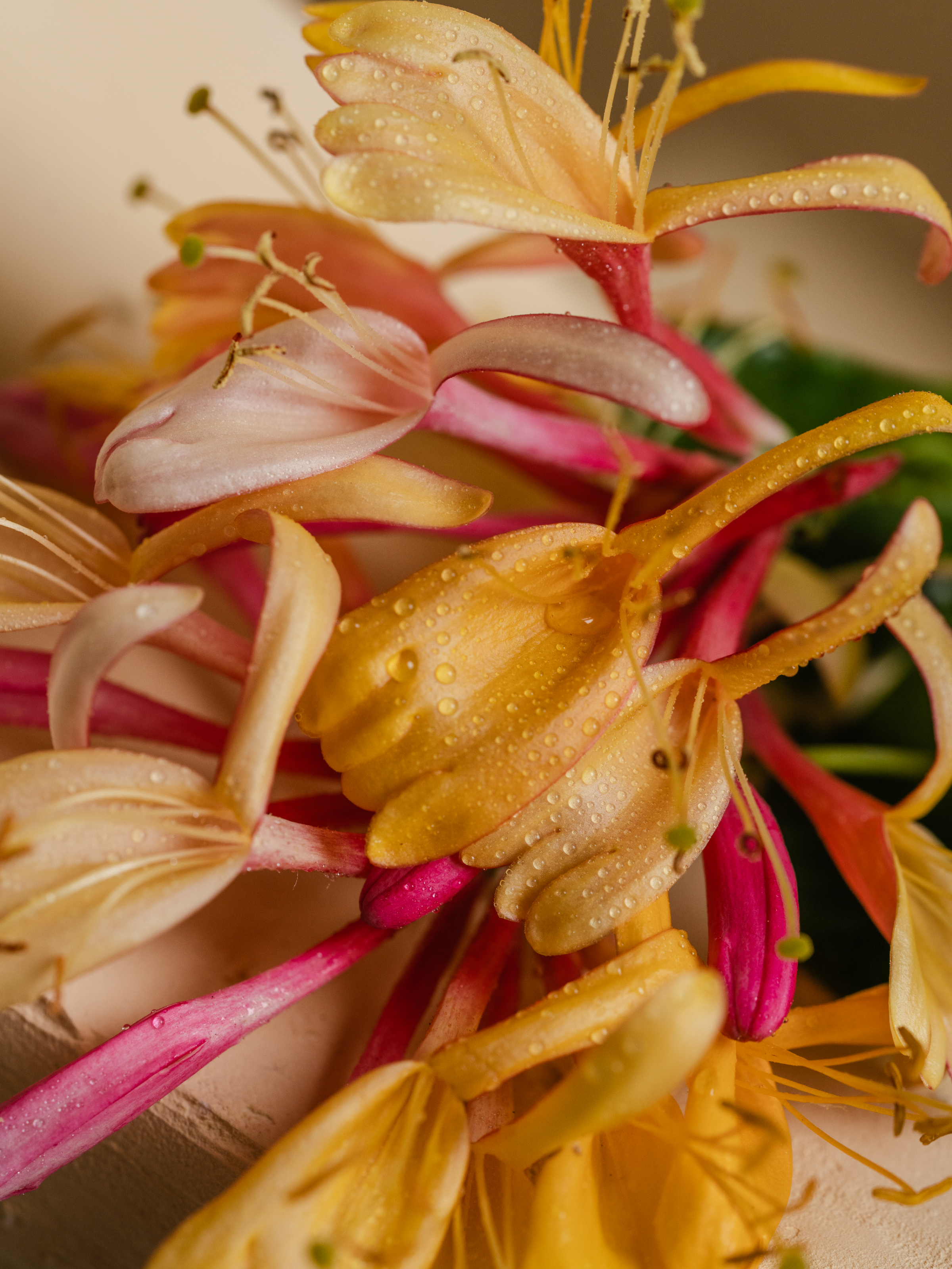Honeysuckle - Bring Scent Into Every Corner