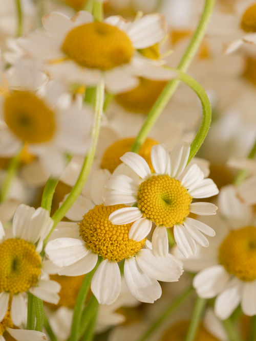 Chamomile Lavender - Freshen Your Home Routine