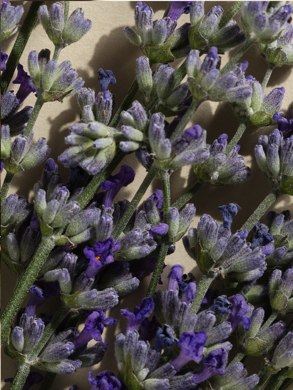 Lavender Balsam - Smart Home Scent Starts Here