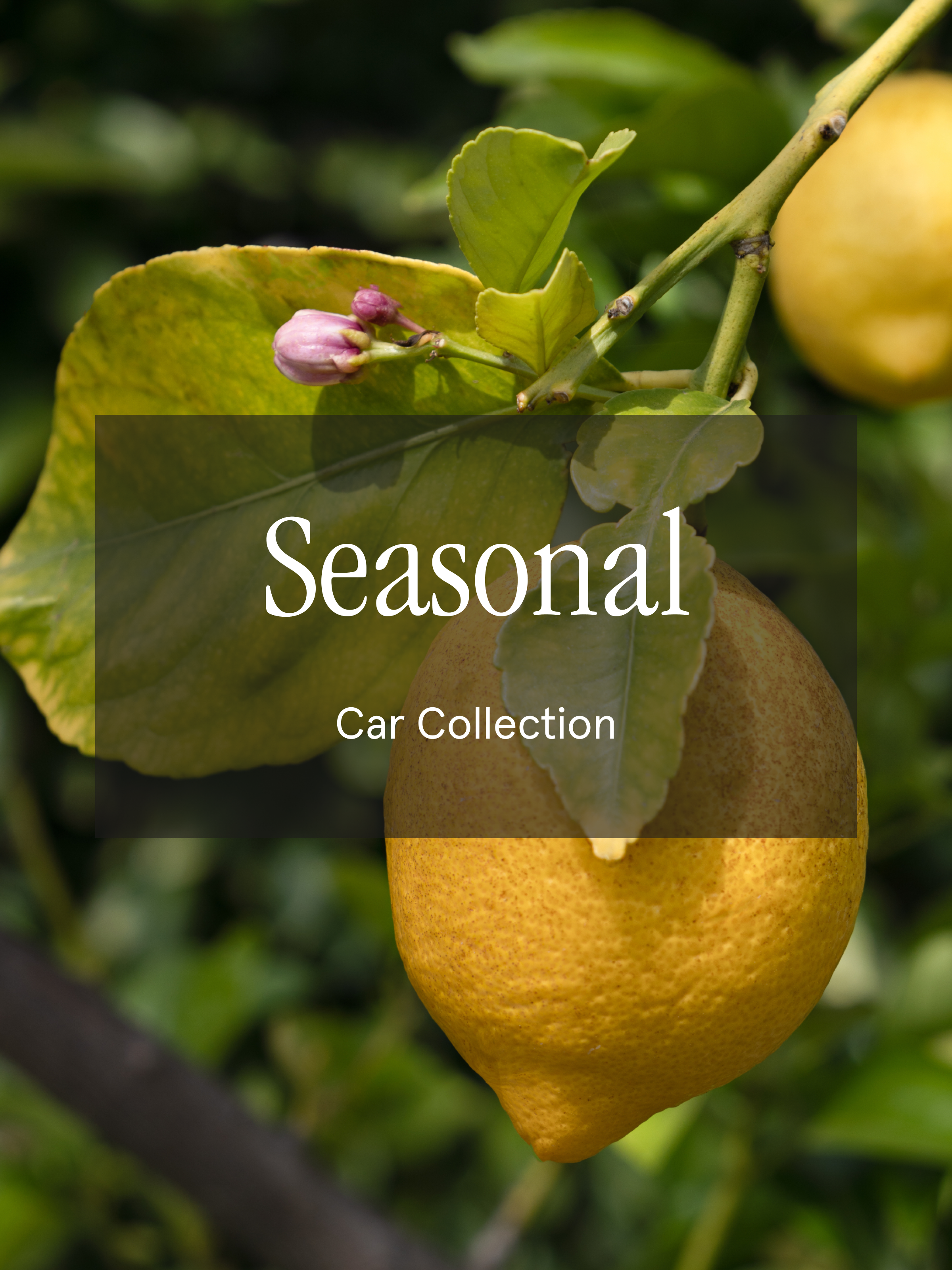 Seasonal - Fresh Scents With Modern Control