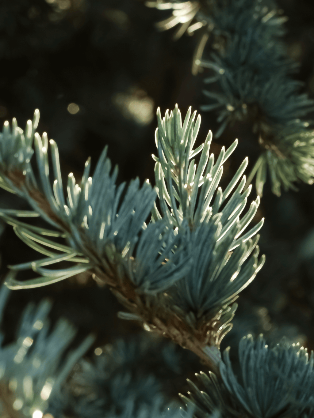 Spruce in Mist - Find Freshness for Every Room