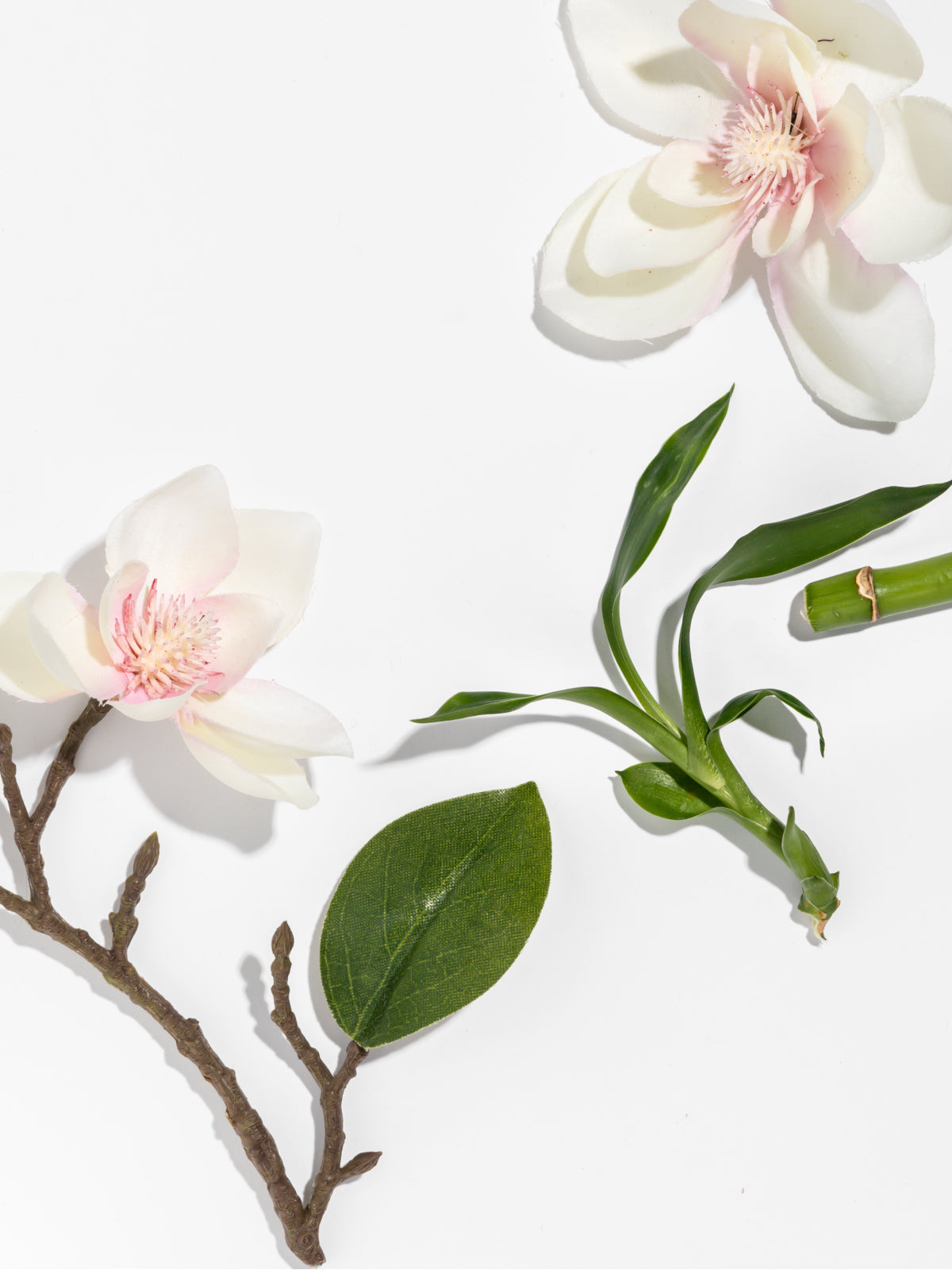 Star Magnolia - Freshen the Way You Live