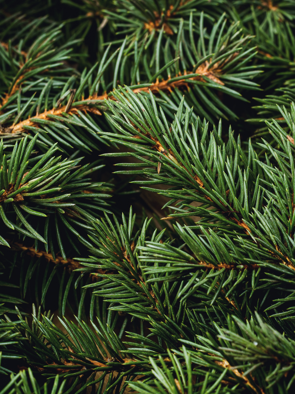 Swiss Pine & Eucalyptus - Freshen Up Your Daily Routine