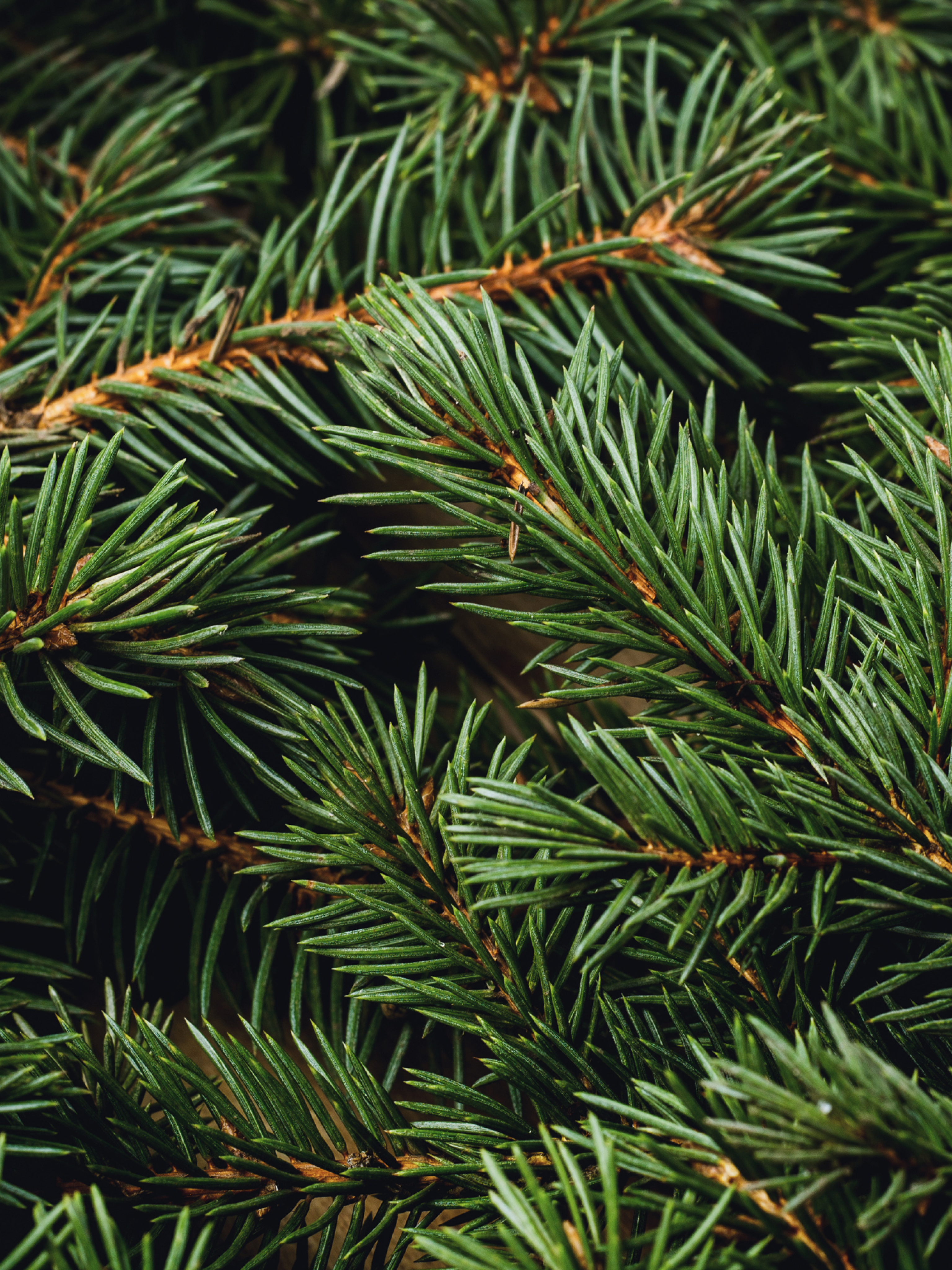 Swiss Pine & Eucalyptus - Freshen Up Your Daily Routine