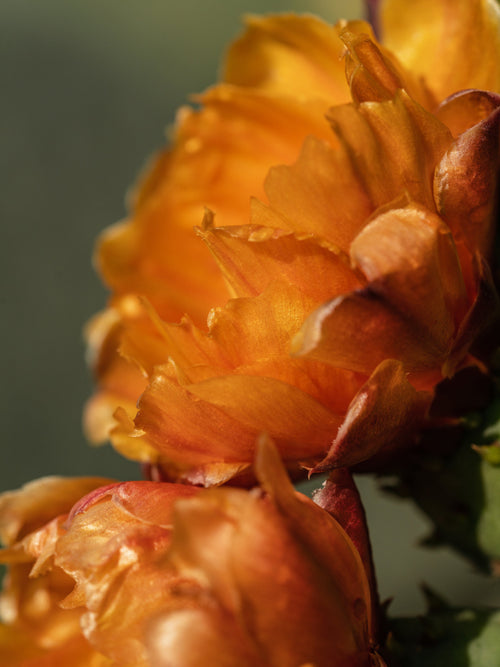Cactus Flower - Home Fragrance Made Easy
