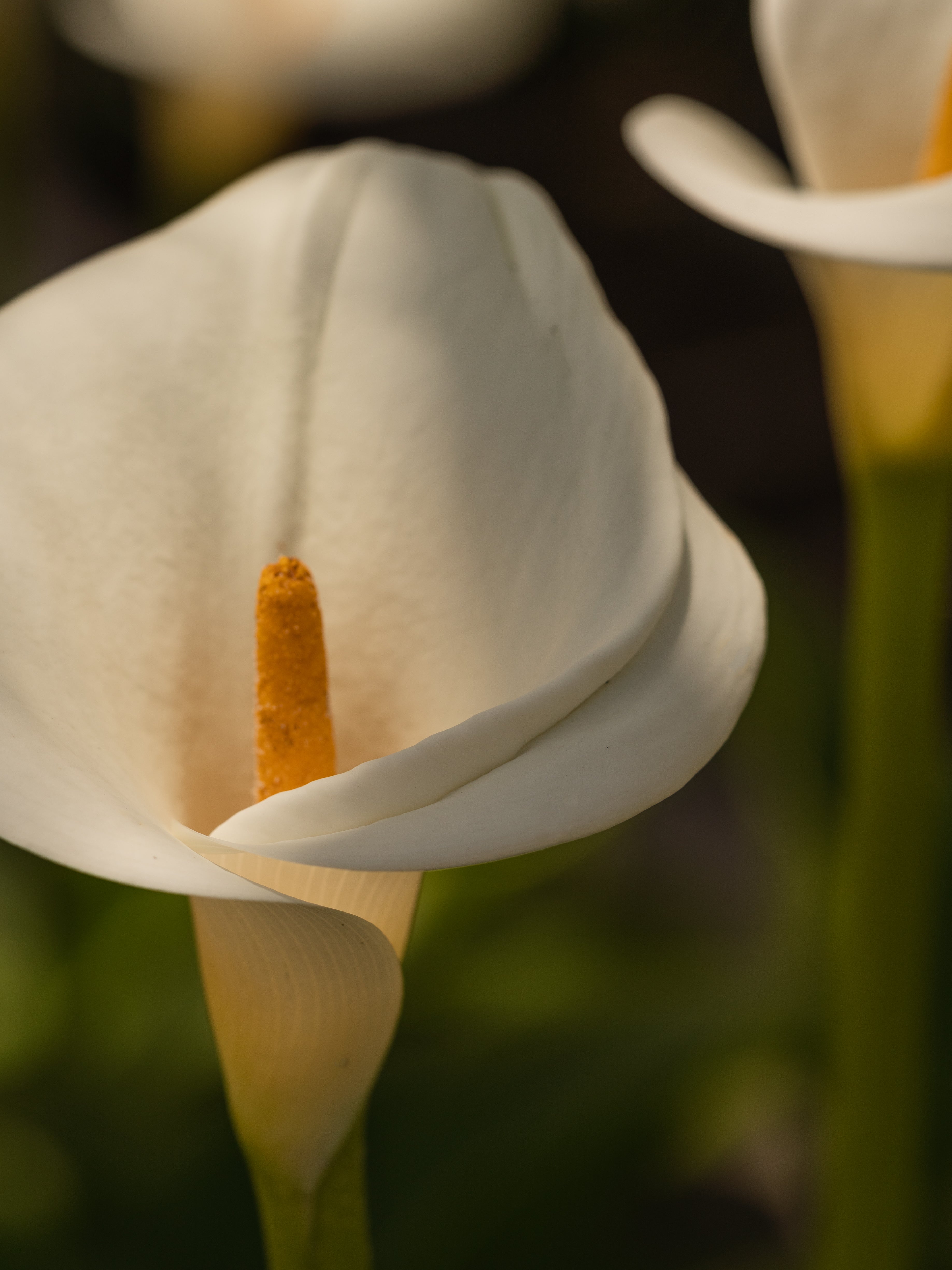 White Flower No. 42 - Everyday Fragrance Without Fuss