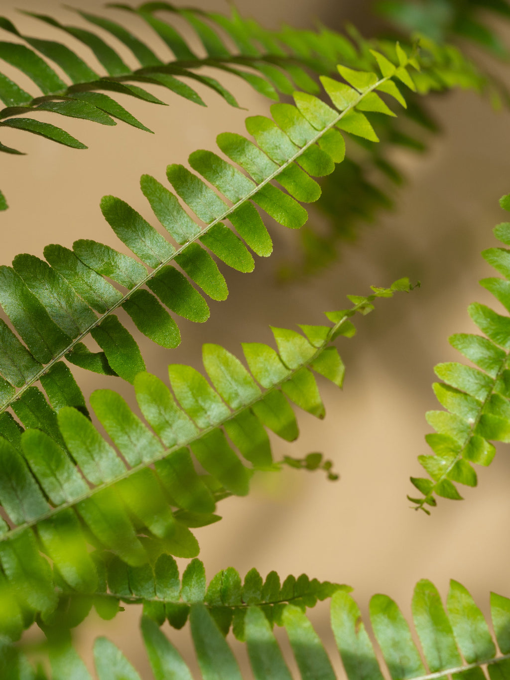 Fern Moss - Make Your Bathroom Smell Better