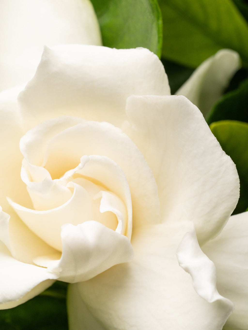 Goldleaf Gardenia﻿ - Scents for Work Rest and Home