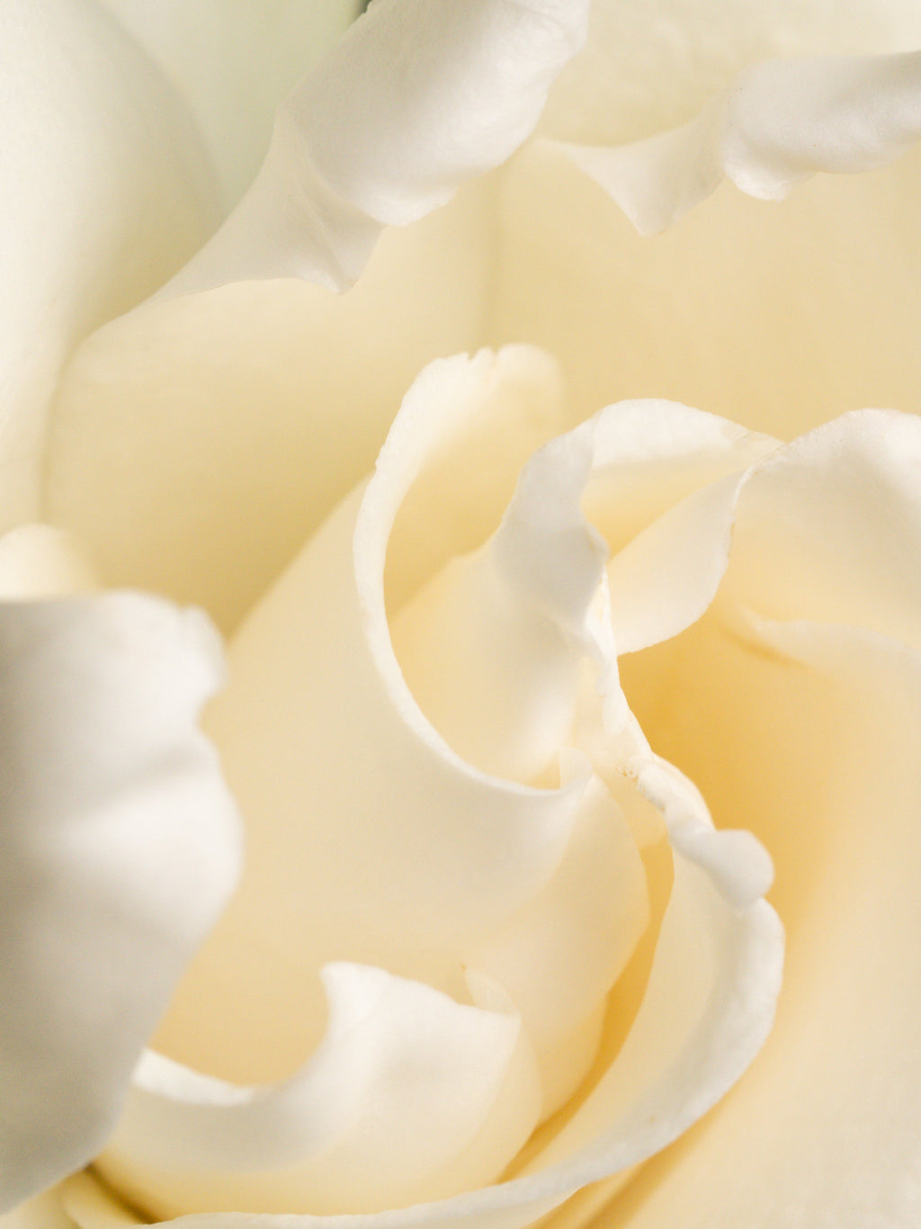Fresh Cut Gardenia - Freshness Designed for Home