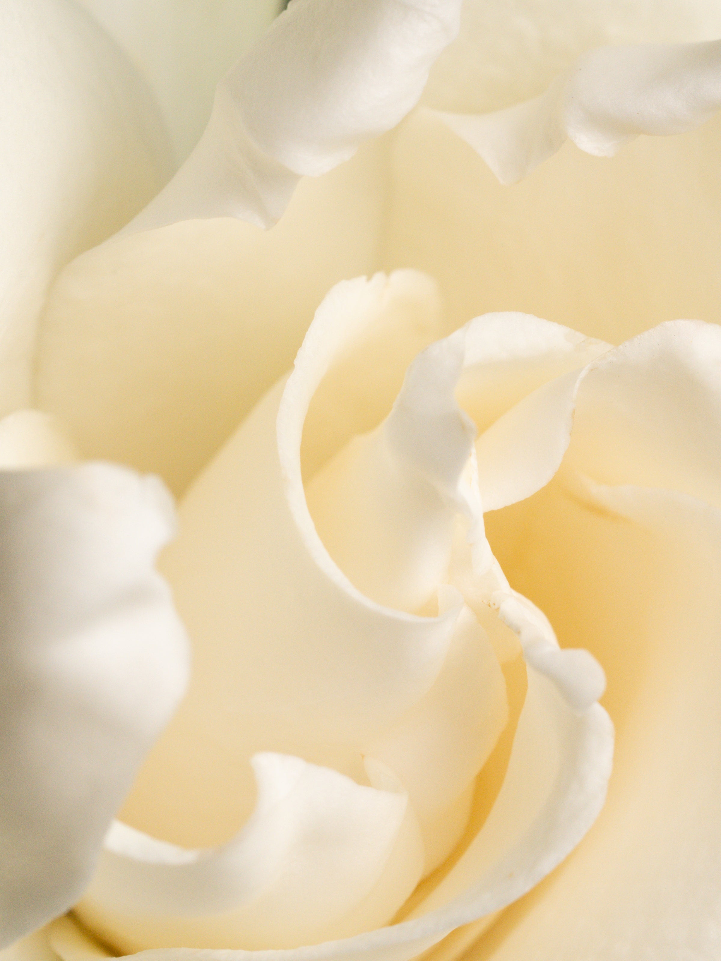 Fresh Cut Gardenia - Freshness Designed for Home
