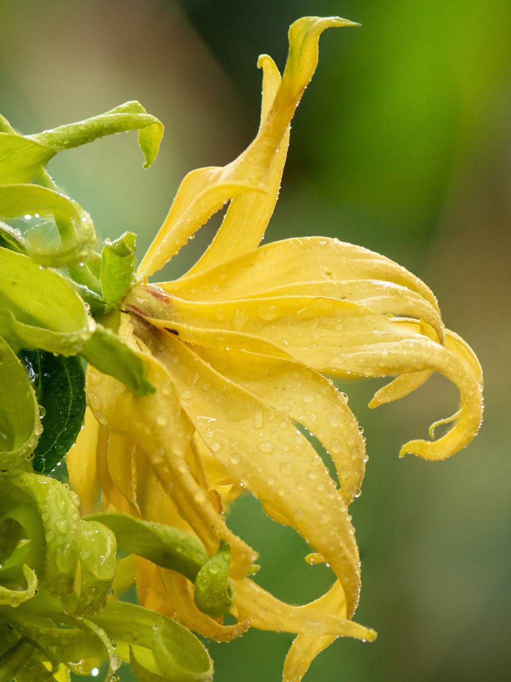 Nigeria: Hope for Tomorrow - Bring Fresh Scent to Life