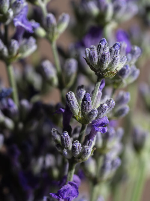 Cedar Leaf & Lavender - No Flame Just Fresh Scent