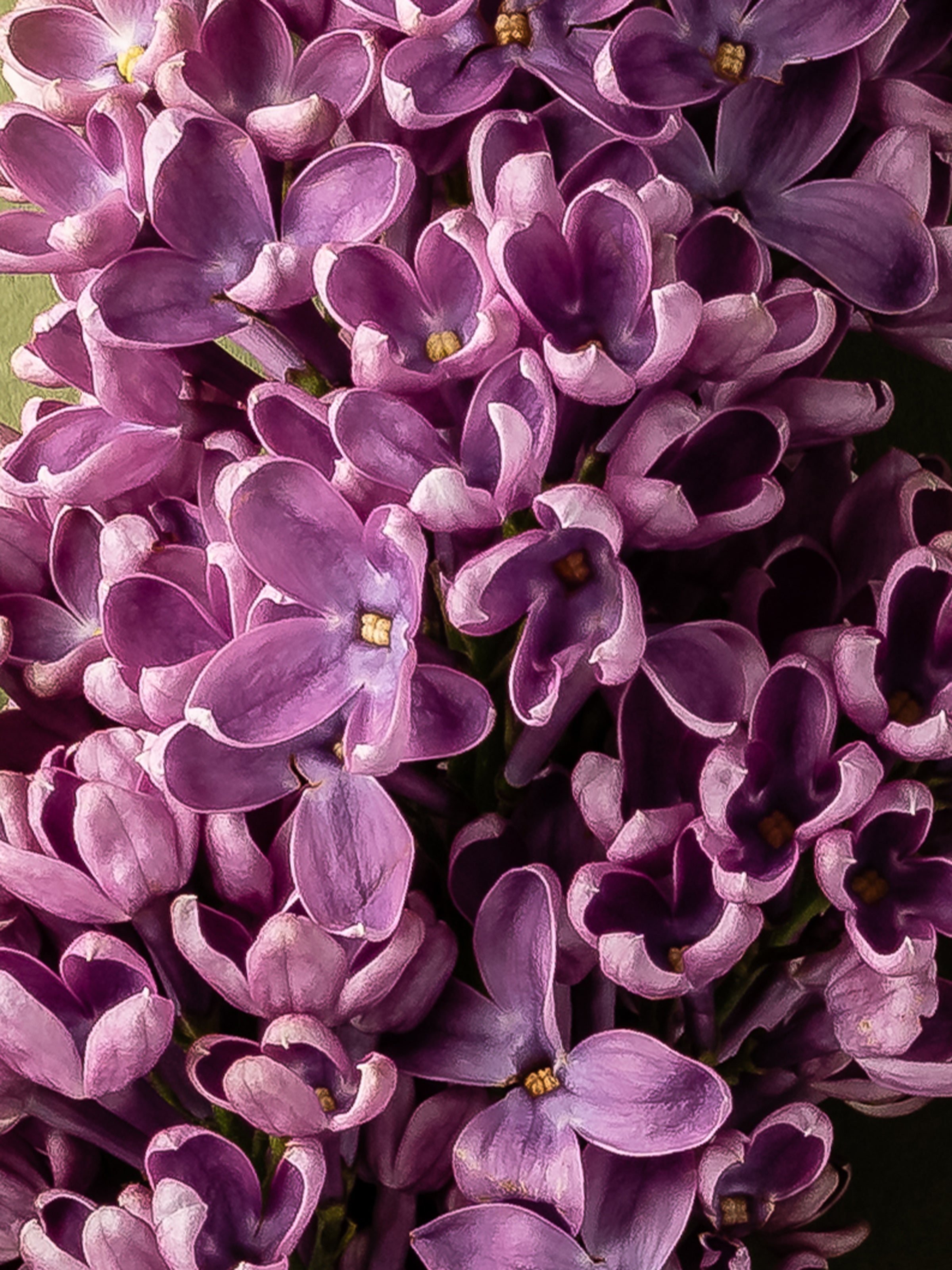 French Lilac - Make Every Room Unforgettable