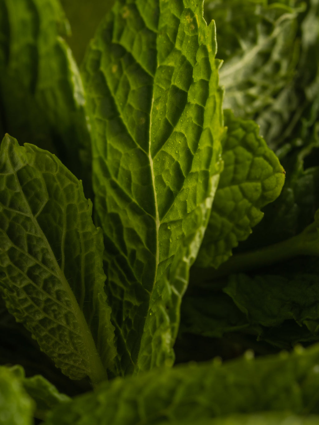 Mint Leaves - Control Your Home Fragrance