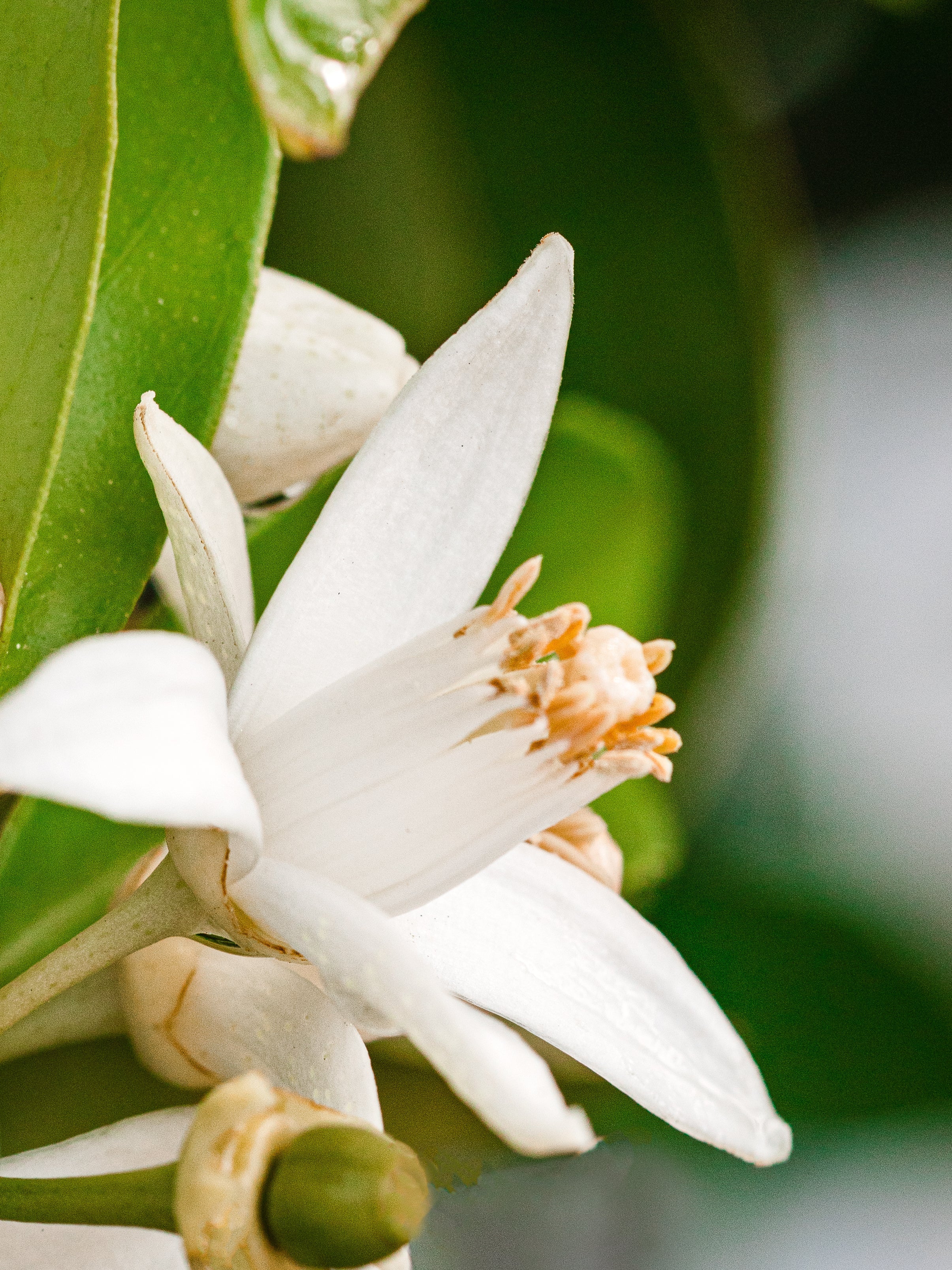 Orange Blossom Neroli - Turn Any Room Into Fresh