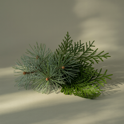 Birchwood Pine - Make Your Bathroom Smell Better