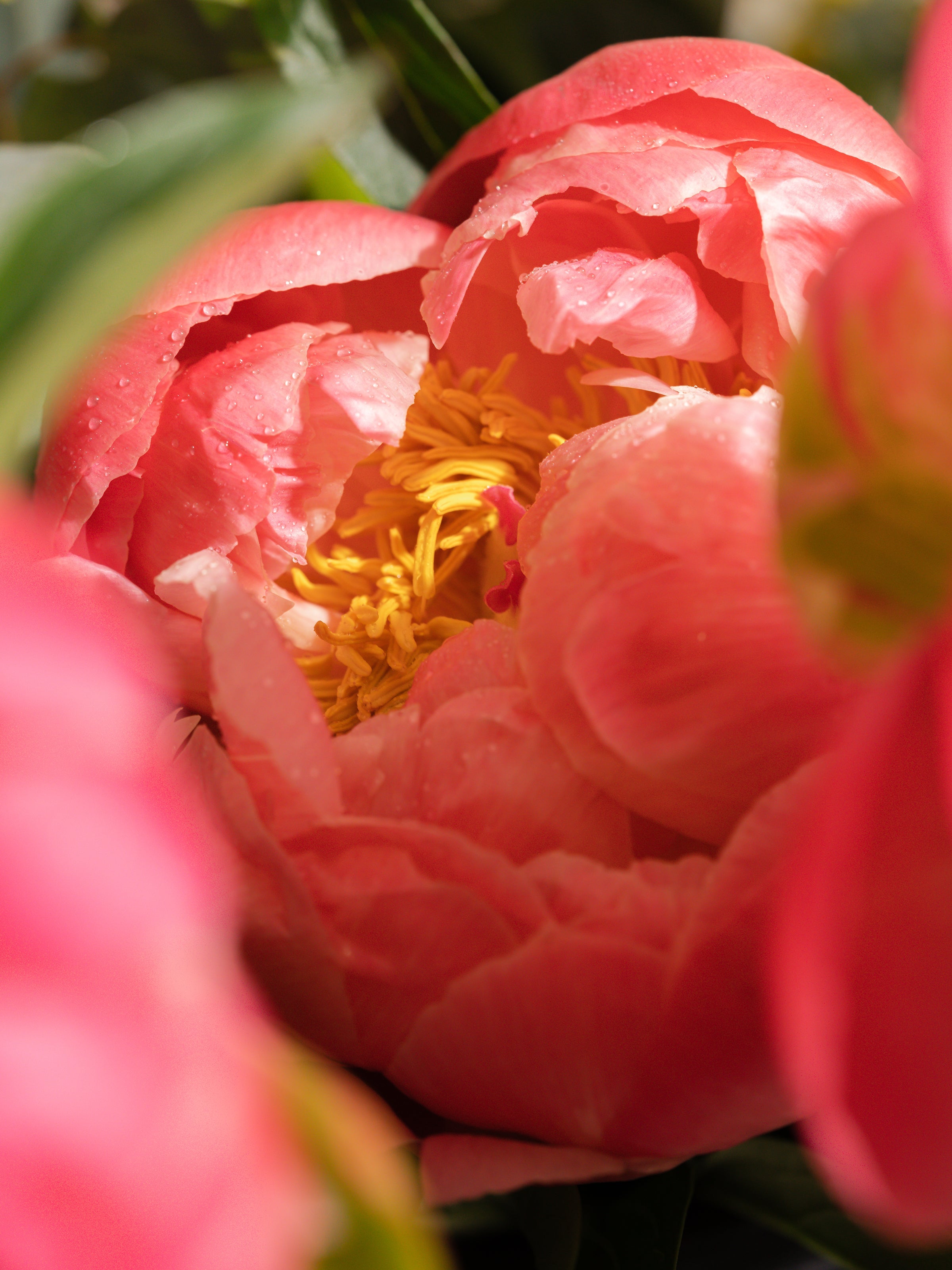 Peony Blush - Refresh Your Home in Seconds