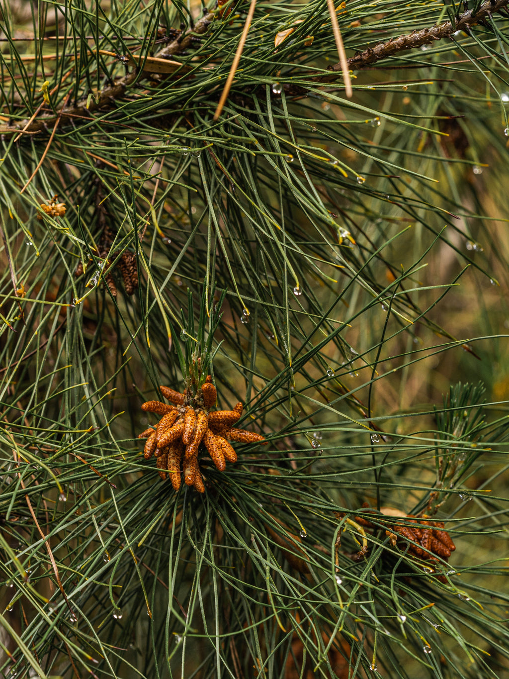 Crystal Pine - Fragrance Made for Modern Life