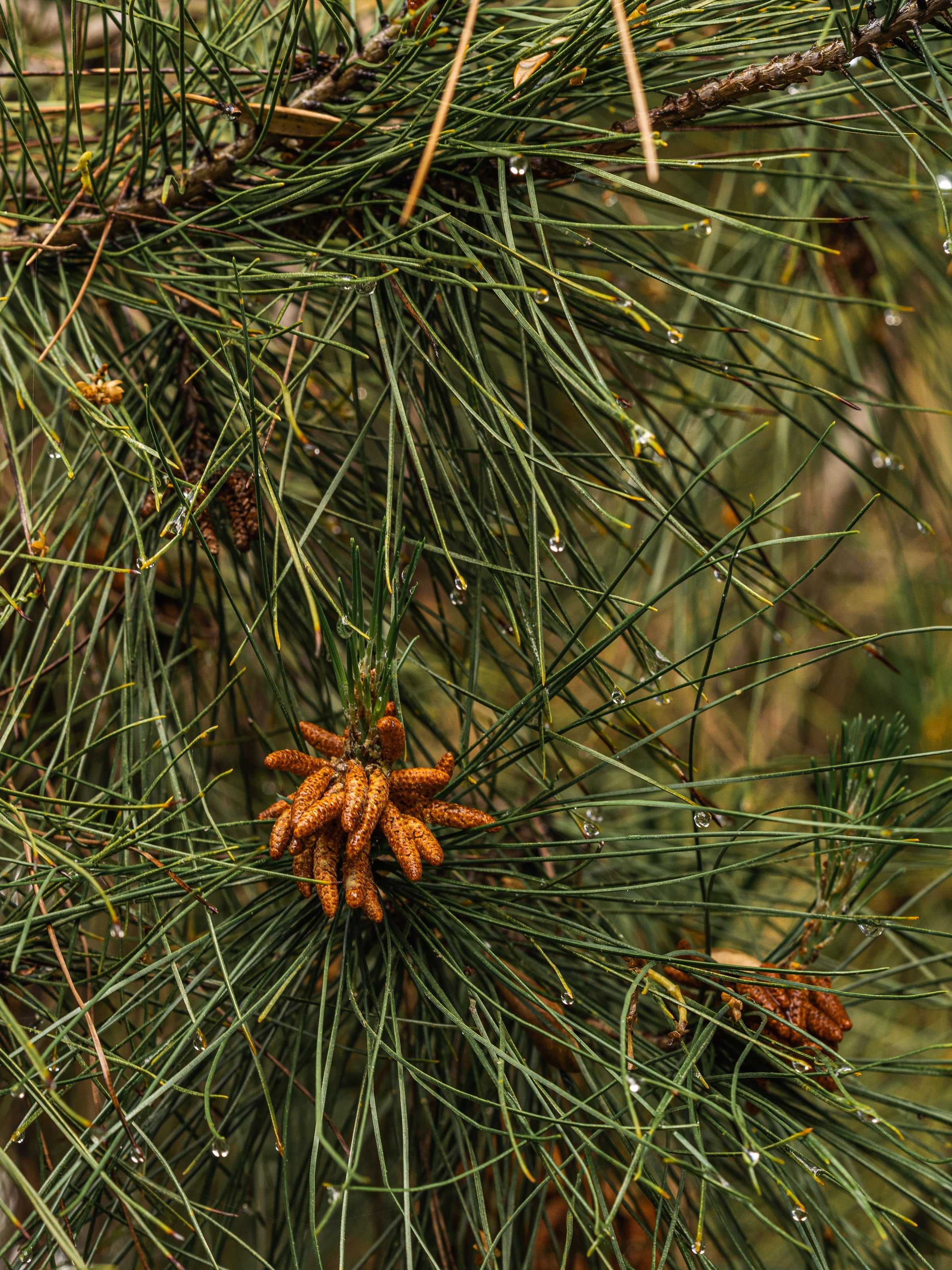 Crystal Pine - Fragrance Made for Modern Life
