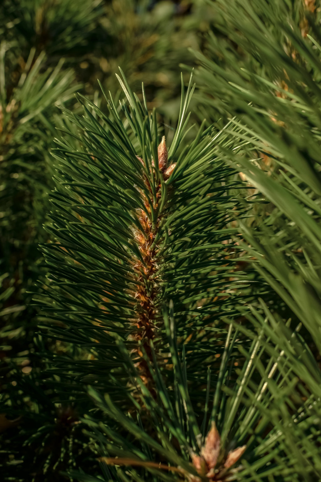 The Smell of Tree - Keep Your Home Feeling Fresh