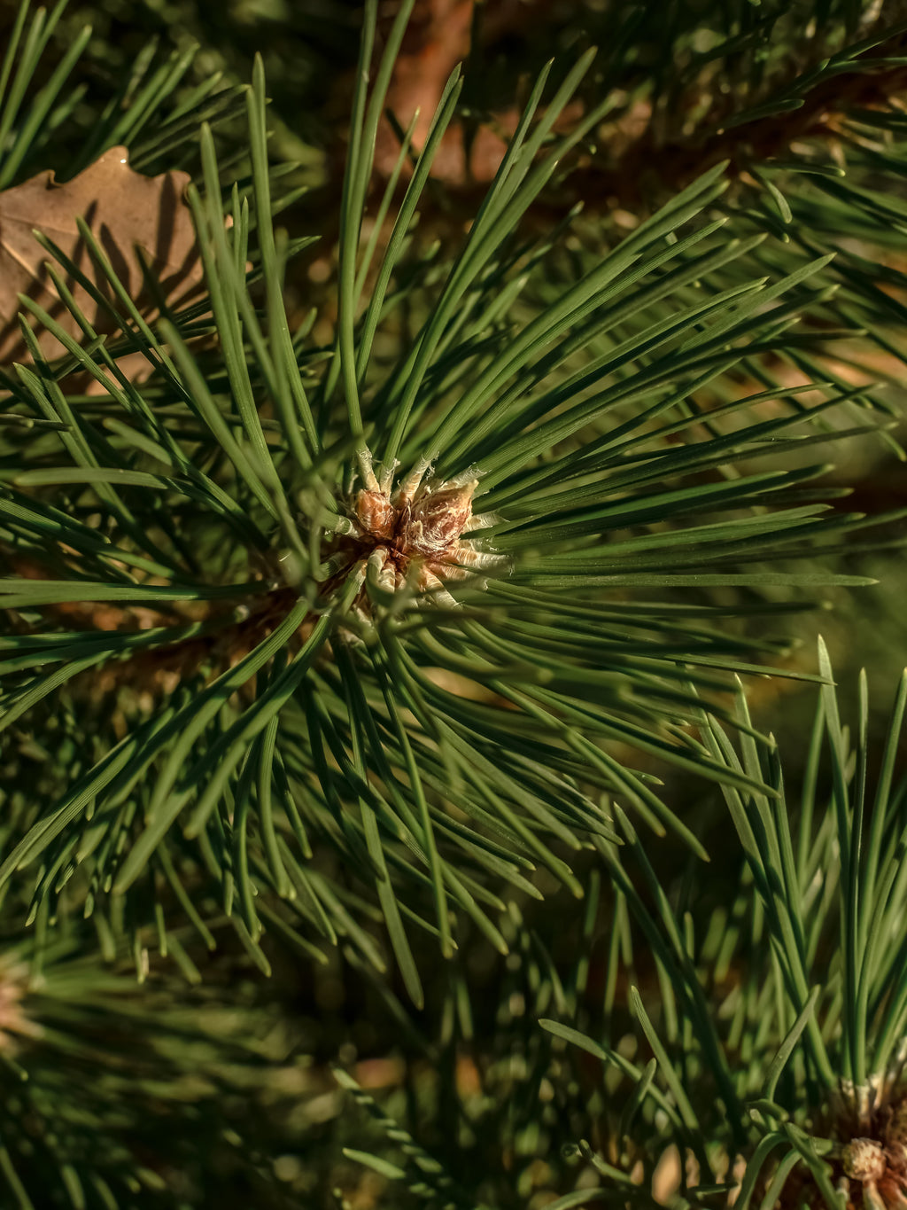 Sea Pines - Bring Scent Into Every Corner