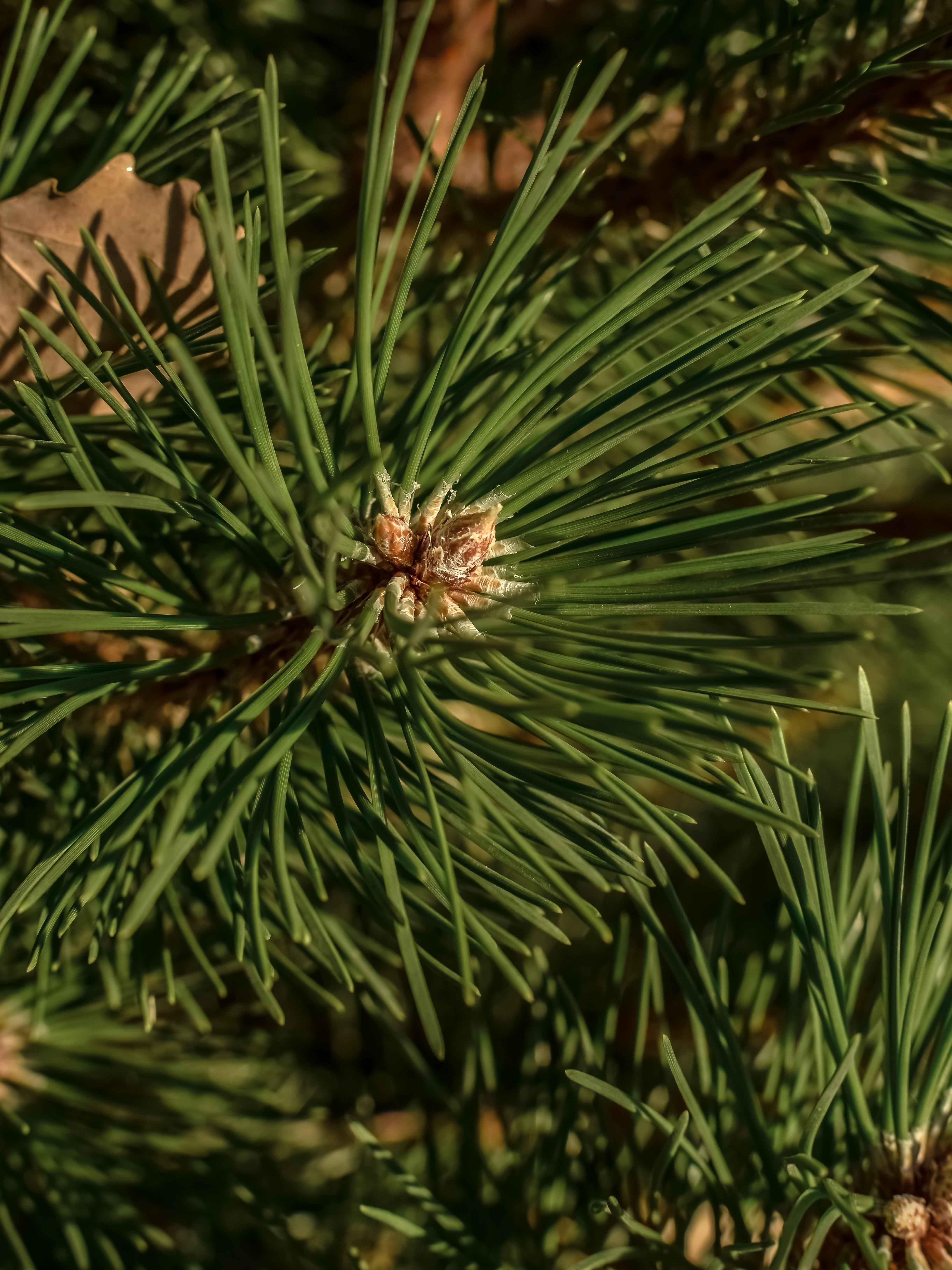 Sea Pines - Bring Scent Into Every Corner