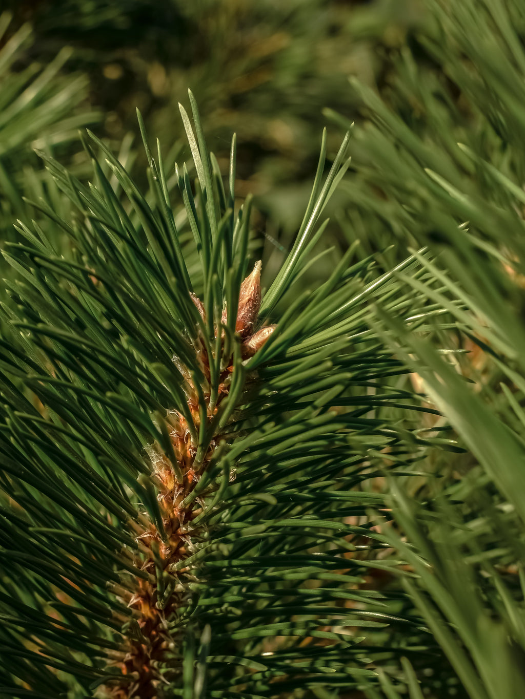 Frasier Fir - Scents That Match Your Mood