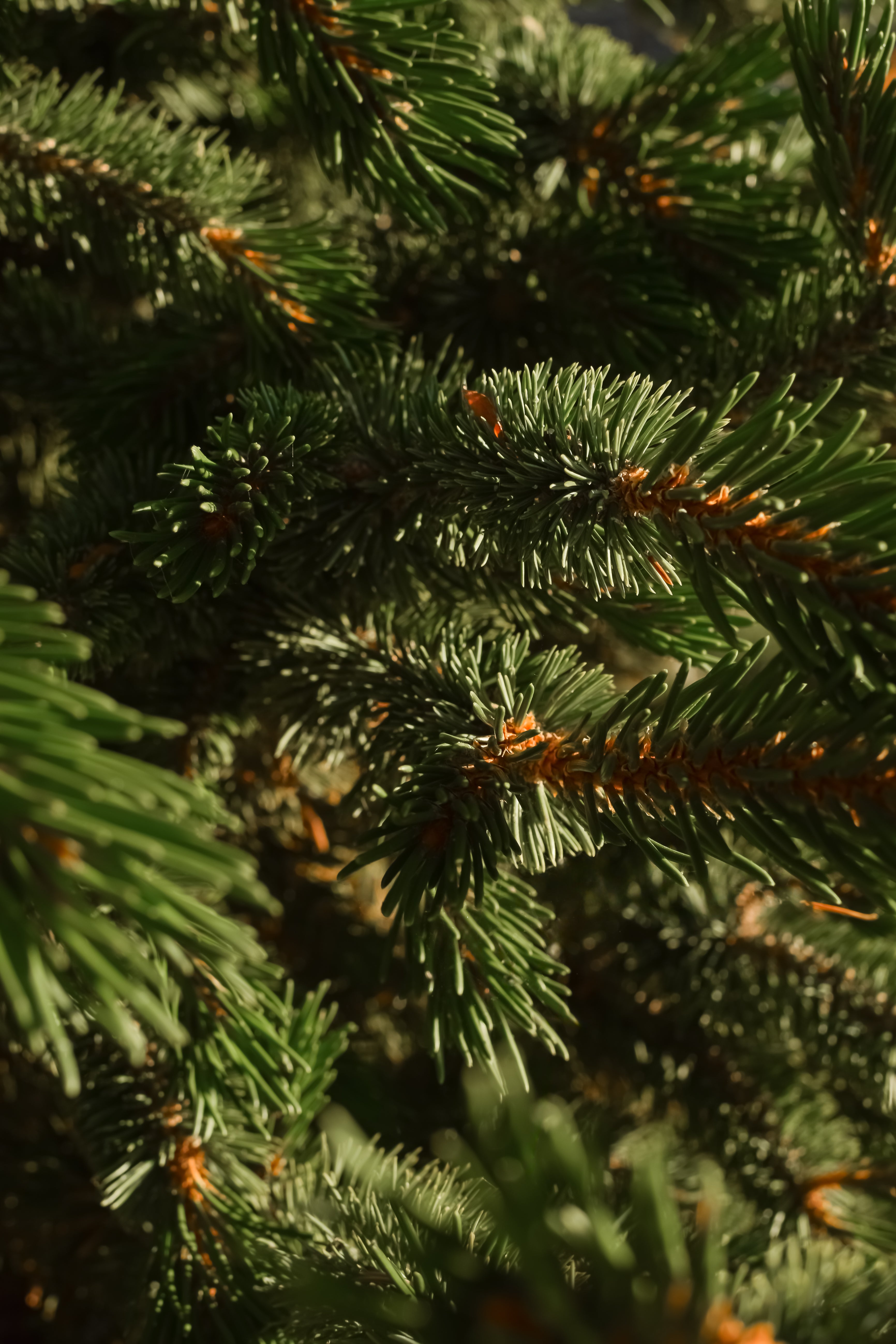 Fallen Fir - Better Scent for Every Drive