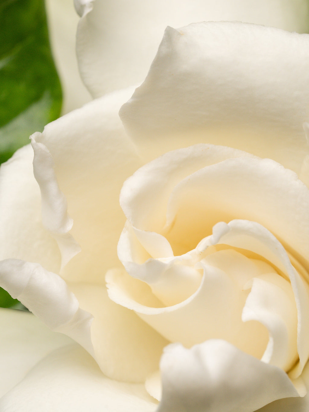 Night Gardenia - Make Home Feel More Relaxing