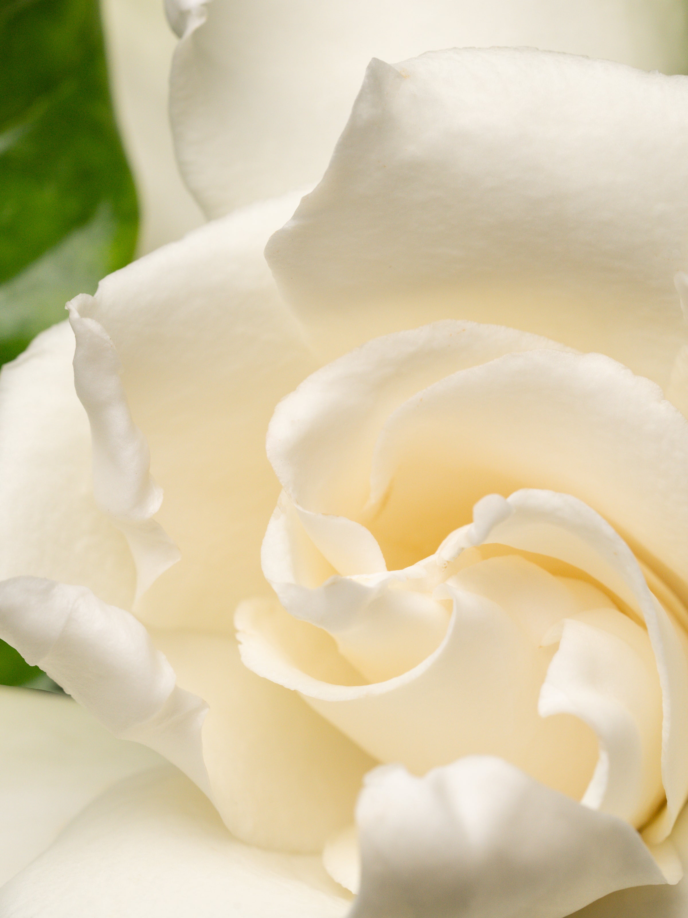 Night Gardenia - Make Home Feel More Relaxing