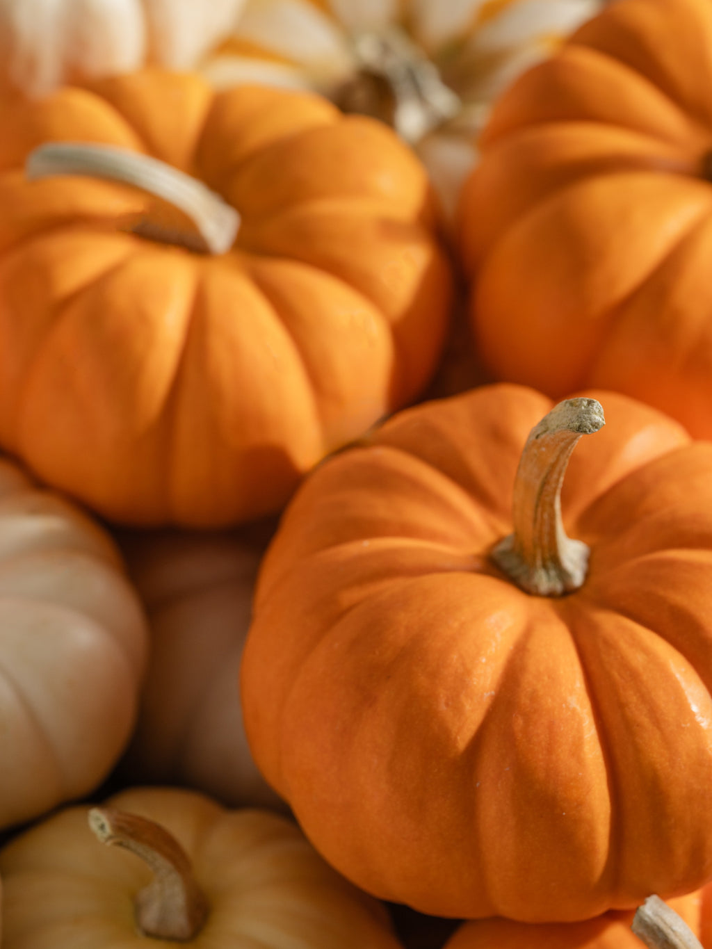 Pumpkin Laurel - Switch Scents With Ease
