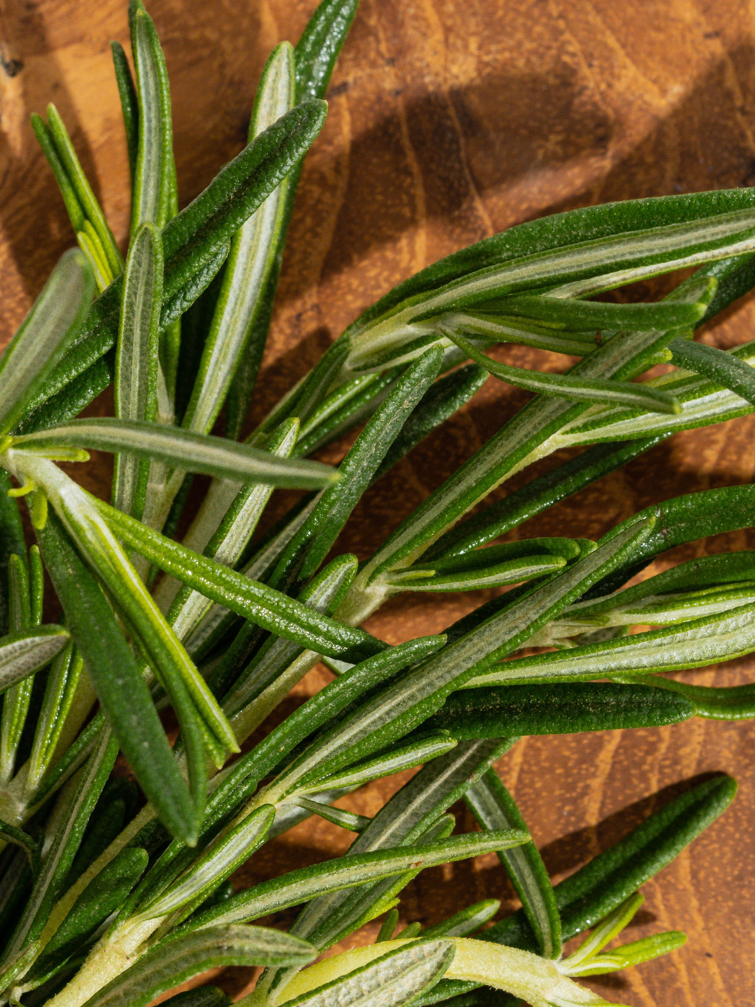 Rosemary Eucalyptus - Freshness You Can Control