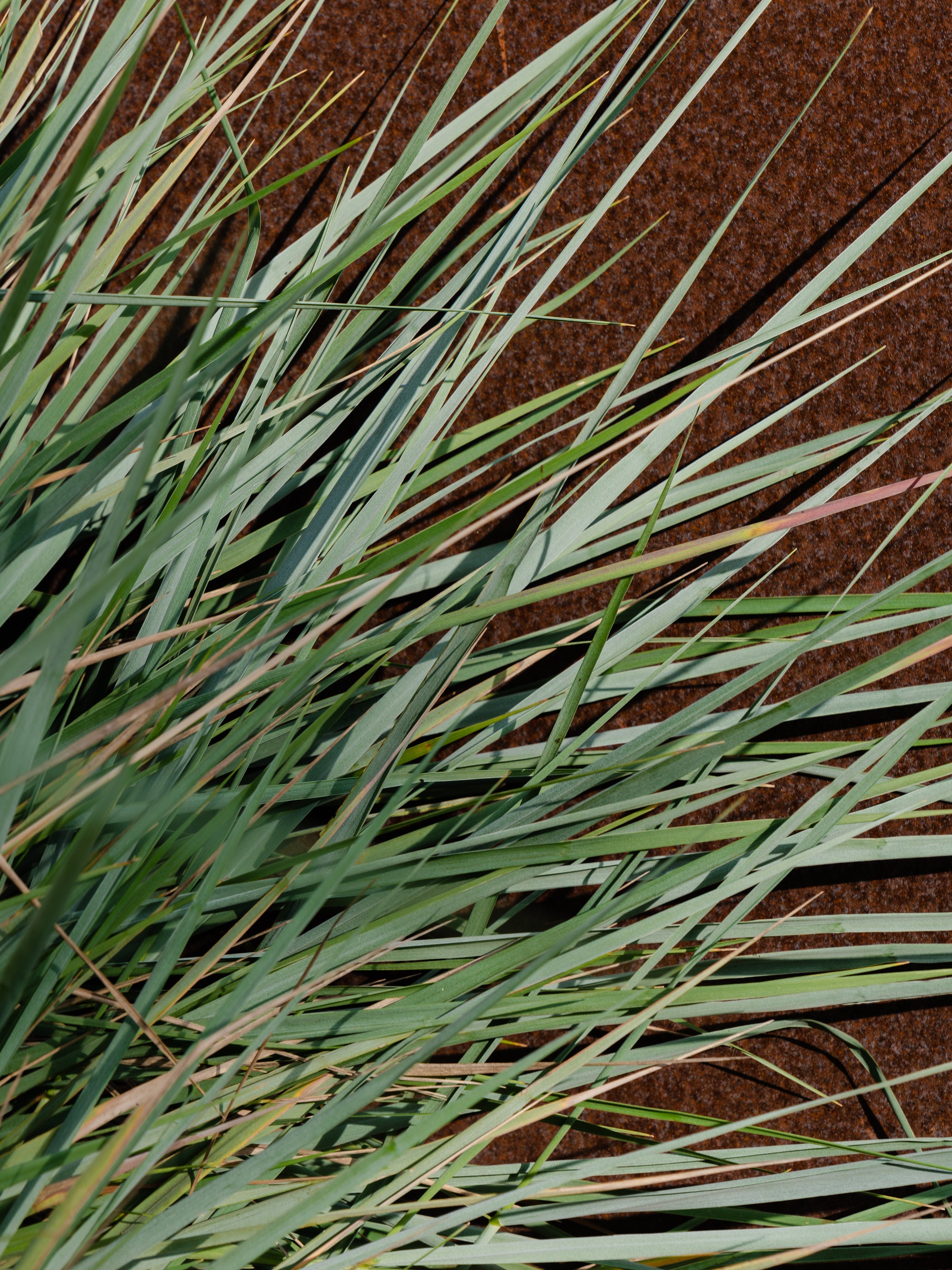 White Vetiver - Home Fragrance Made Easy