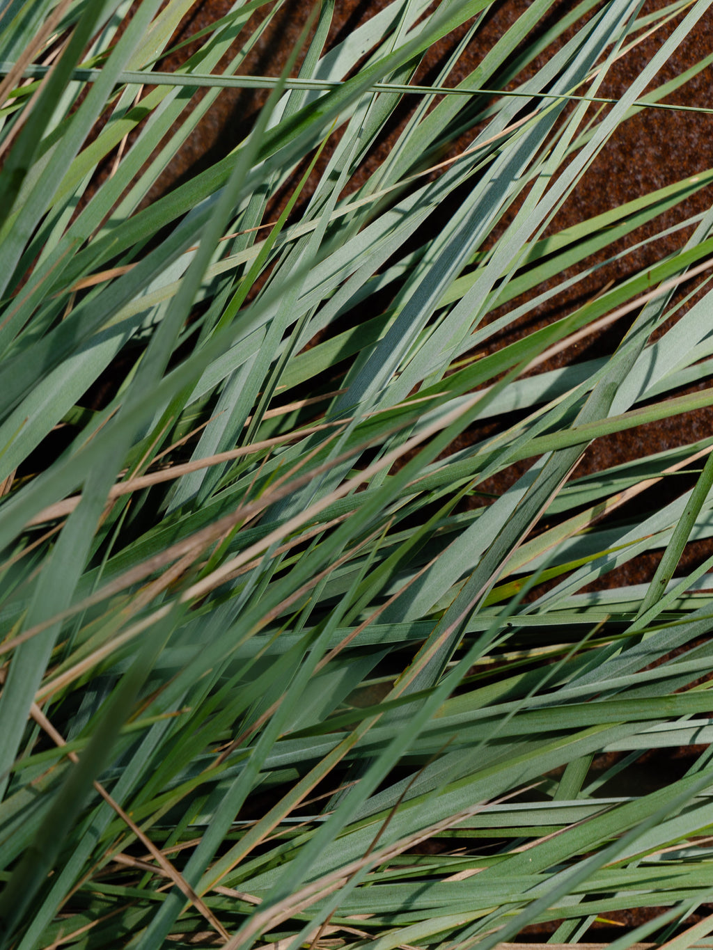 White Vetiver - Your Daily Home Refresh