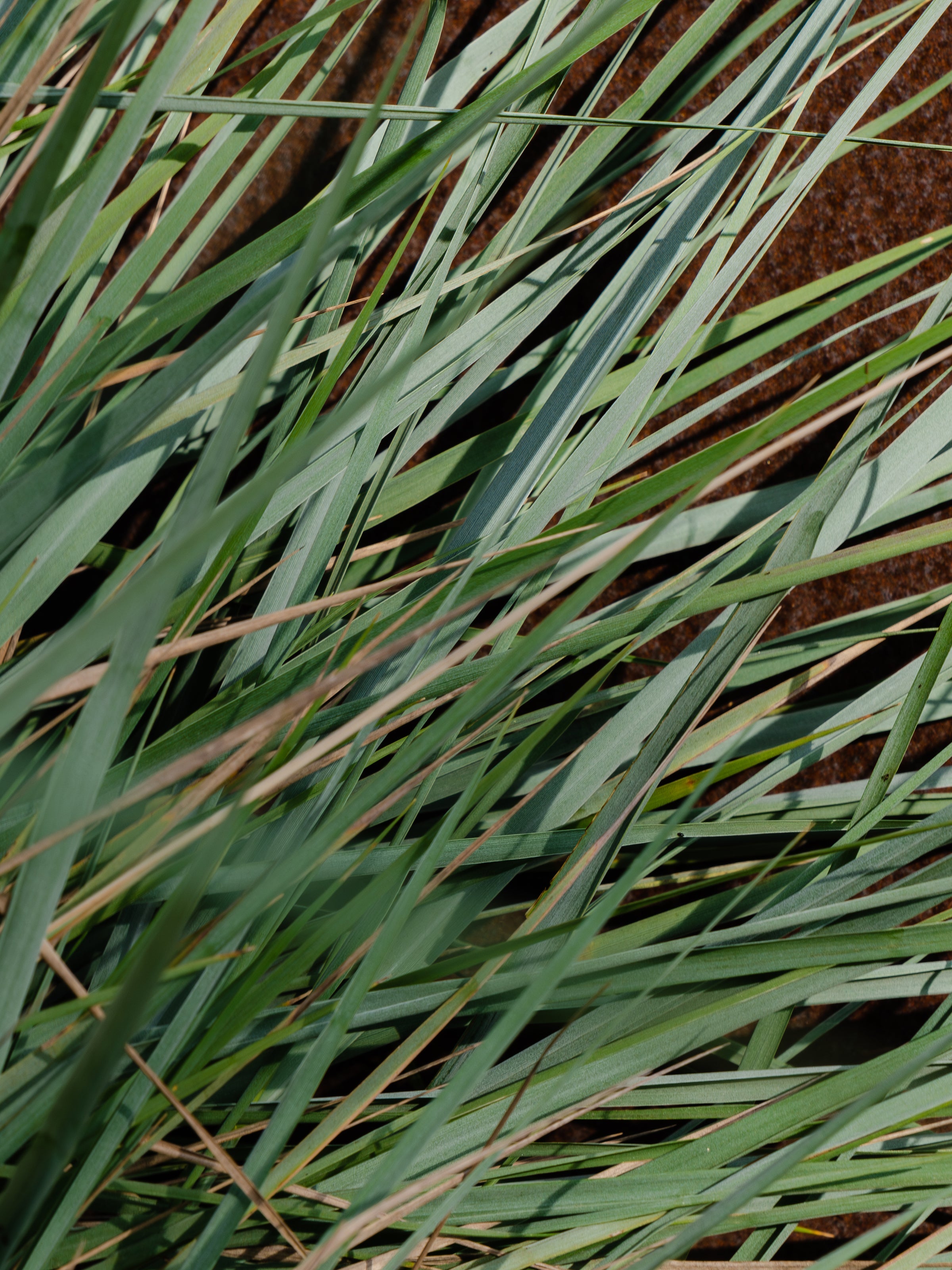 White Vetiver - Your Daily Home Refresh